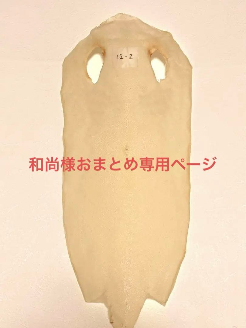 アクア・トトぎふ☆オオサンショウウオ☆記念メダル☆茶平