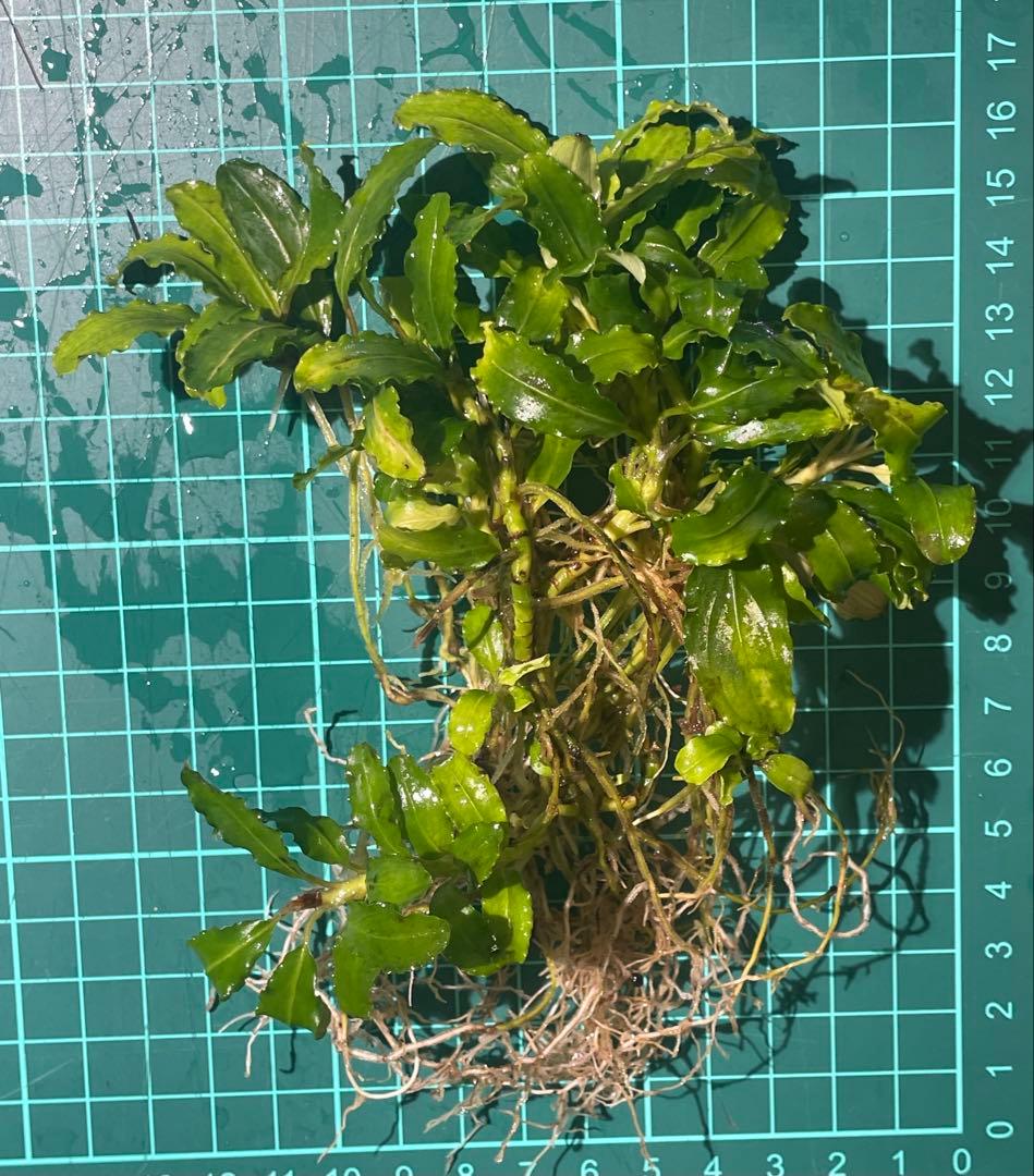 Bucephalandra ブセファランドラ 群生株 大株 水上株 大量 特大株