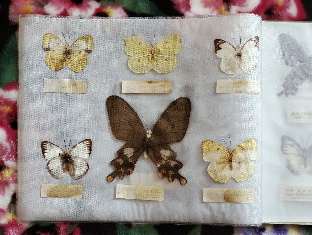 1960年代当時物】☆蝶類標本☆『台湾産蝴蝶2/2』☆本物の蝶を100頭収録☆