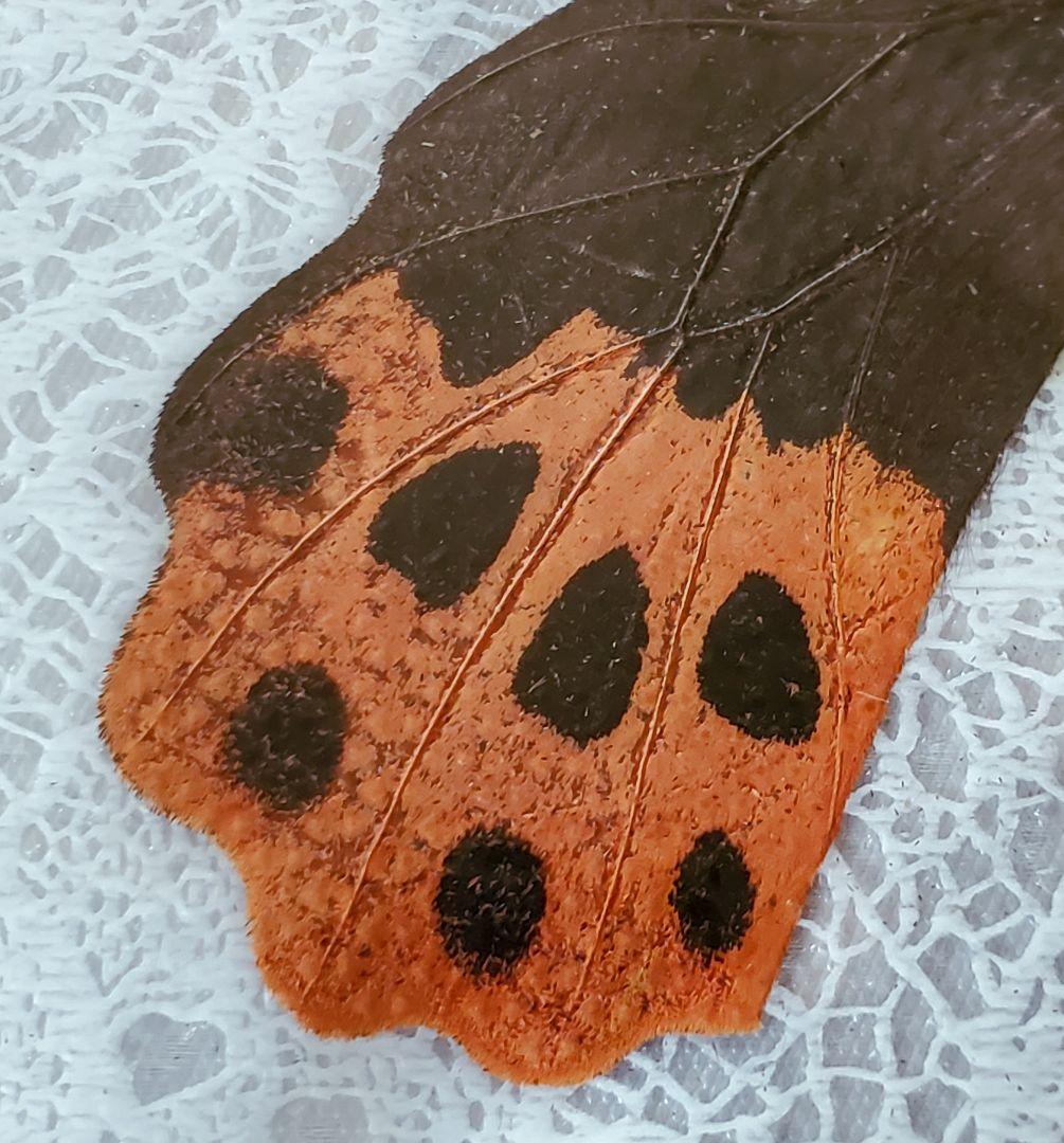 1960年代当時物】☆蝶類標本☆『台湾産蝴蝶1/2』☆本物