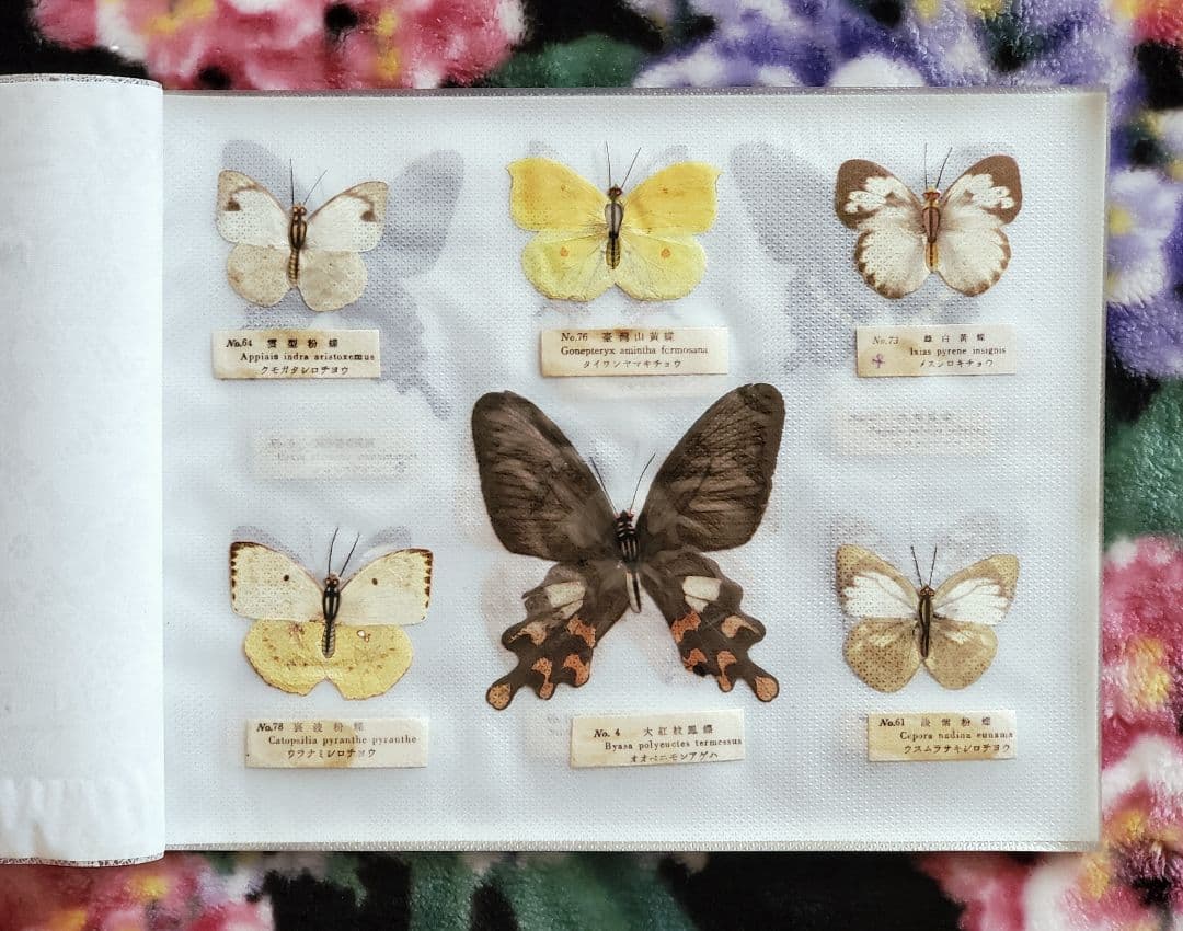1960年代当時物】☆蝶類標本☆『台湾産蝴蝶1/2』☆本物