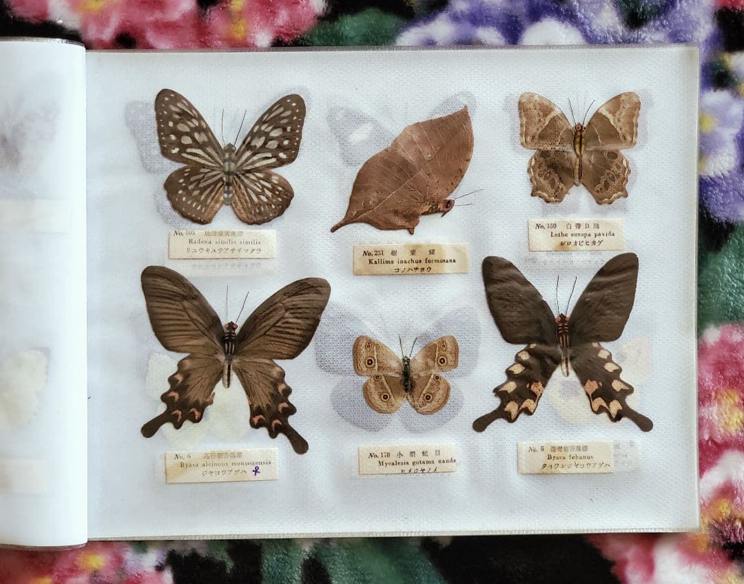 1960年代当時物】☆蝶類標本☆『台湾産蝴蝶1/2』☆本物