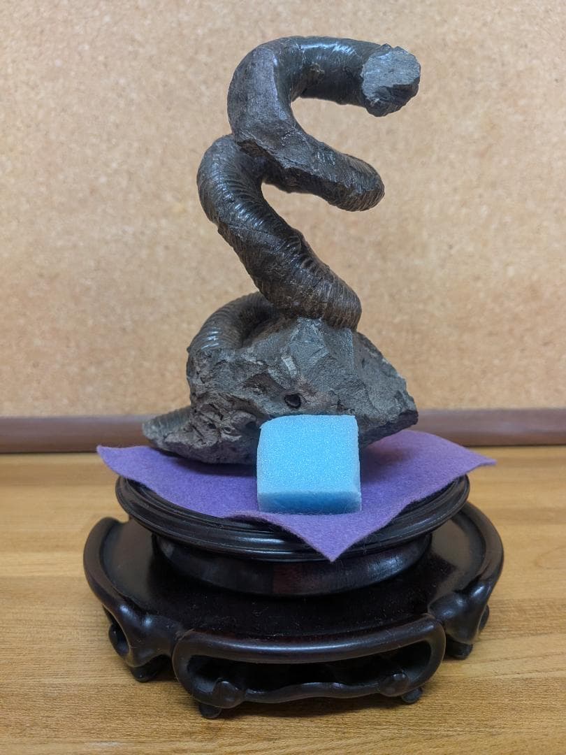 国産化石 異常巻 250809－3 国産化石 異常巻240916－3