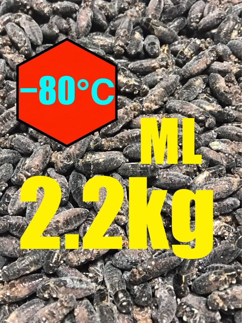 専用出品　清潔コオロギ2.2kg 冷凍コオロギ　ＭＬサイズ　クロコオロギ約2kg 純国産冷凍クロコオロギLサイズ 100匹 | kenny