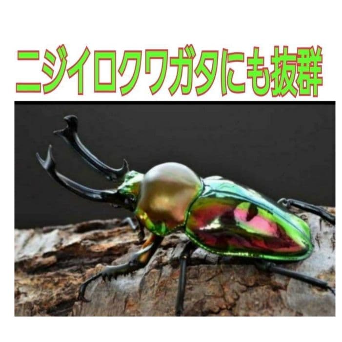 デカクなる極上菌糸瓶1500ml【5本】☆トレハロース、ローヤルゼリー