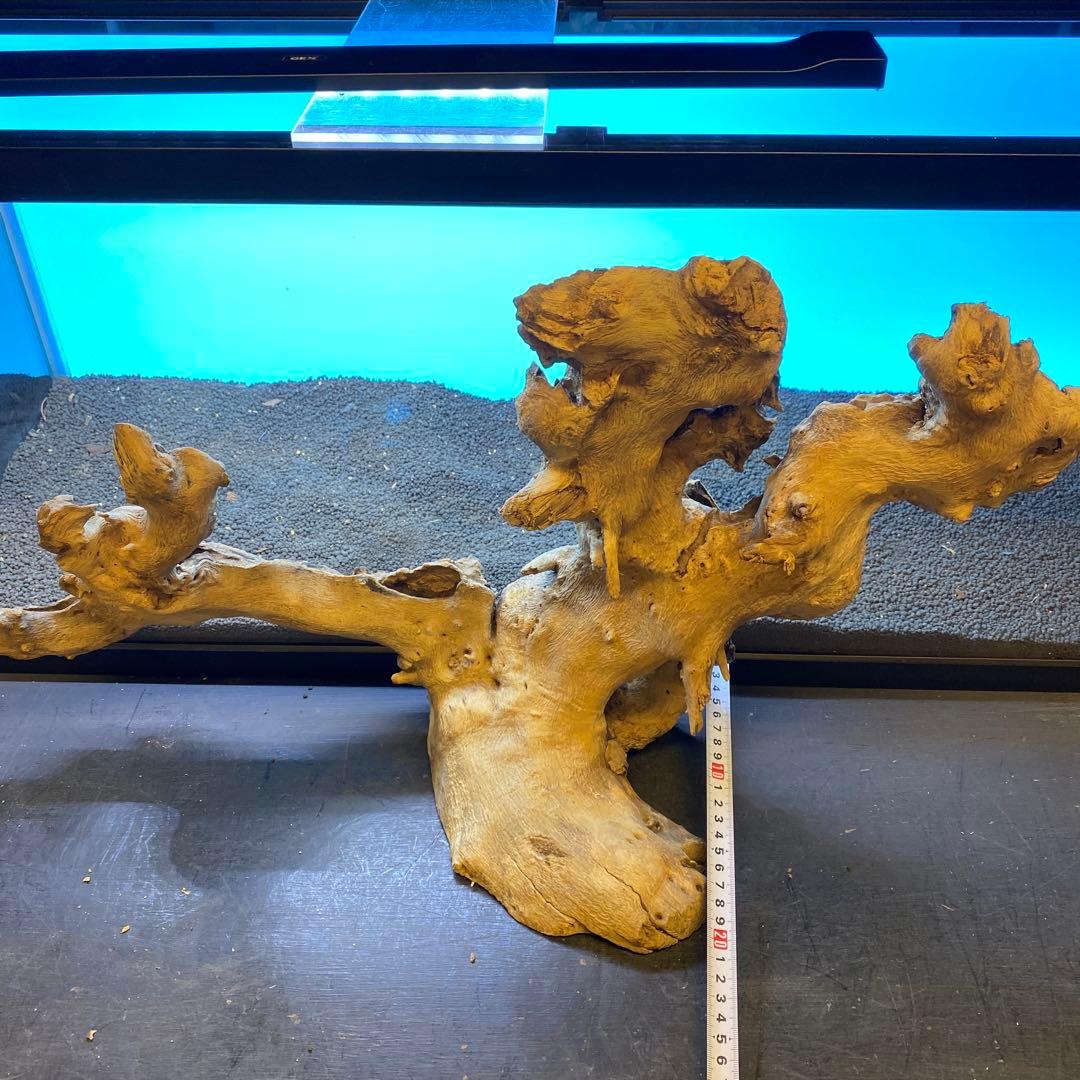 MJW-6619 「特大」ジンジャーウッド 90cm水槽用 天然流木一点物