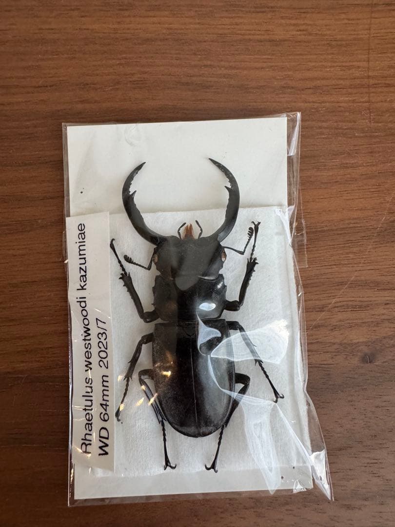 わ*木様 ウエストウッディオオシカクワガタ　標本 わ*木様 ウエストウッディオオシカクワガタ 標本 ラグジュアリー 昆虫