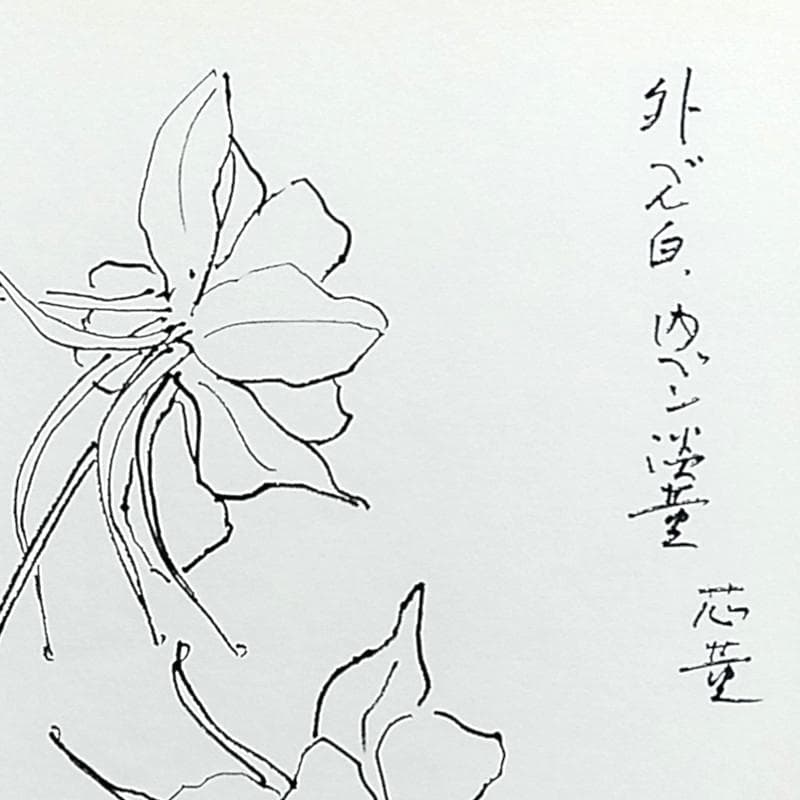 ☆坂本直行☆「 西洋オダマキ（イェロークイーン）」ペン画　大衣　未使用！