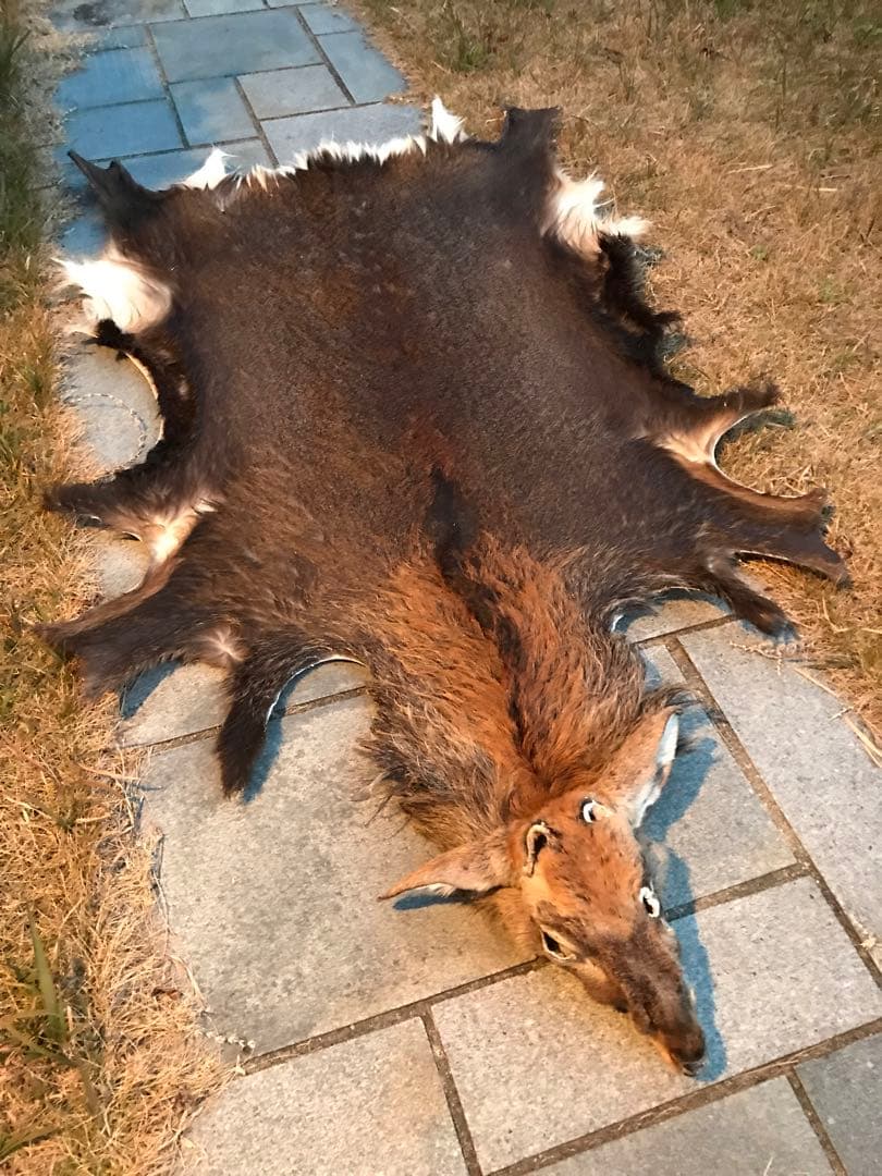 ニホンジカ♂毛皮　23-1