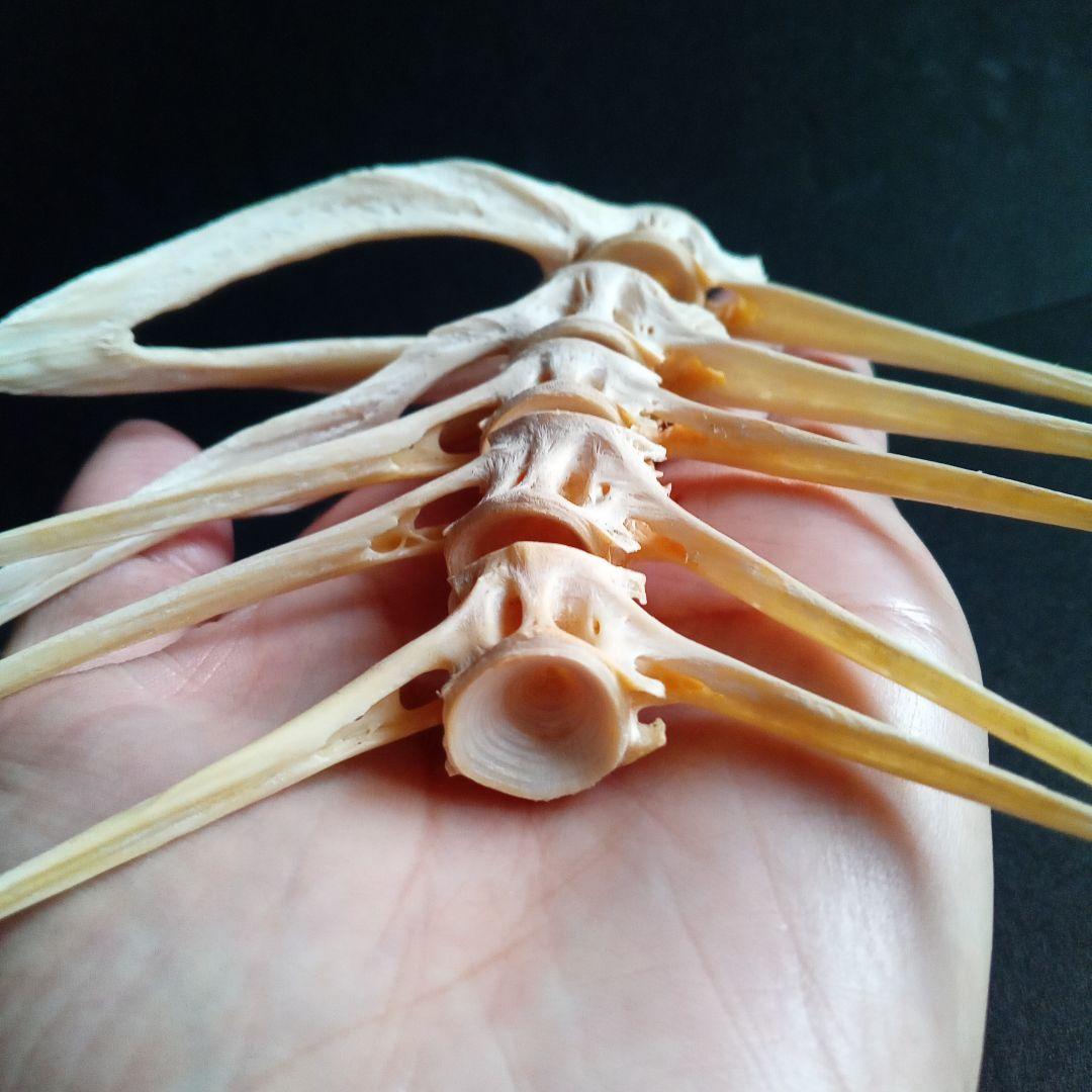 骨格 標本 魚類 ナポレオンフィッシュ 脊椎骨