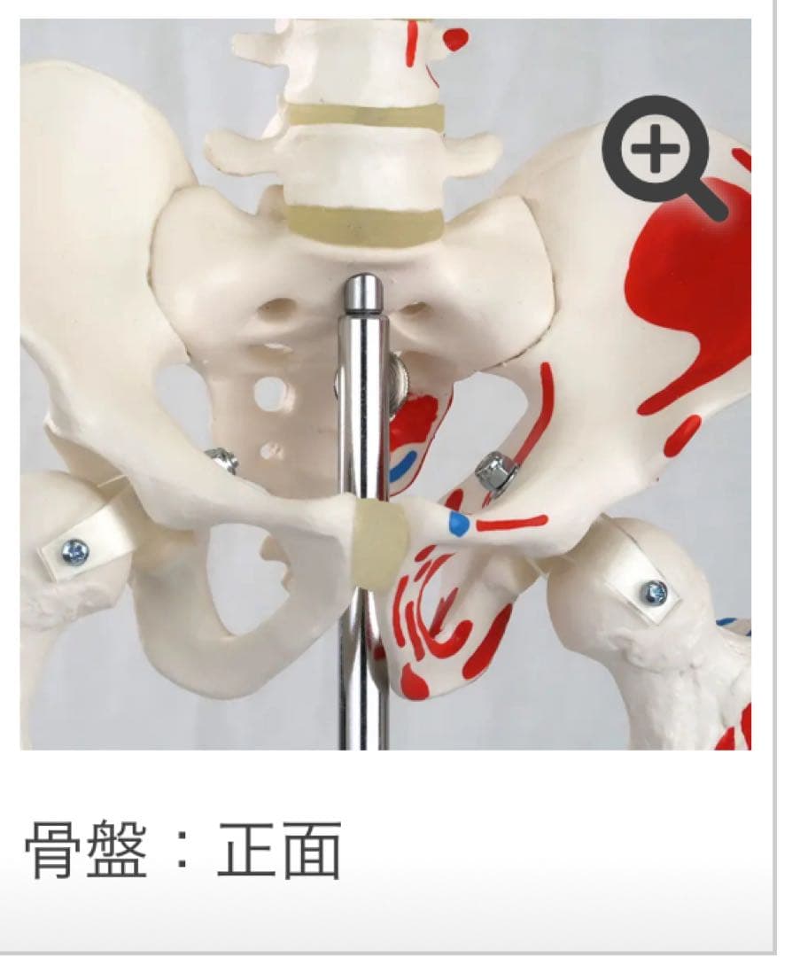 小型全身骨格模型 ショーティー・1/2縮尺型全身骨格モデル　筋・起始停止色表示