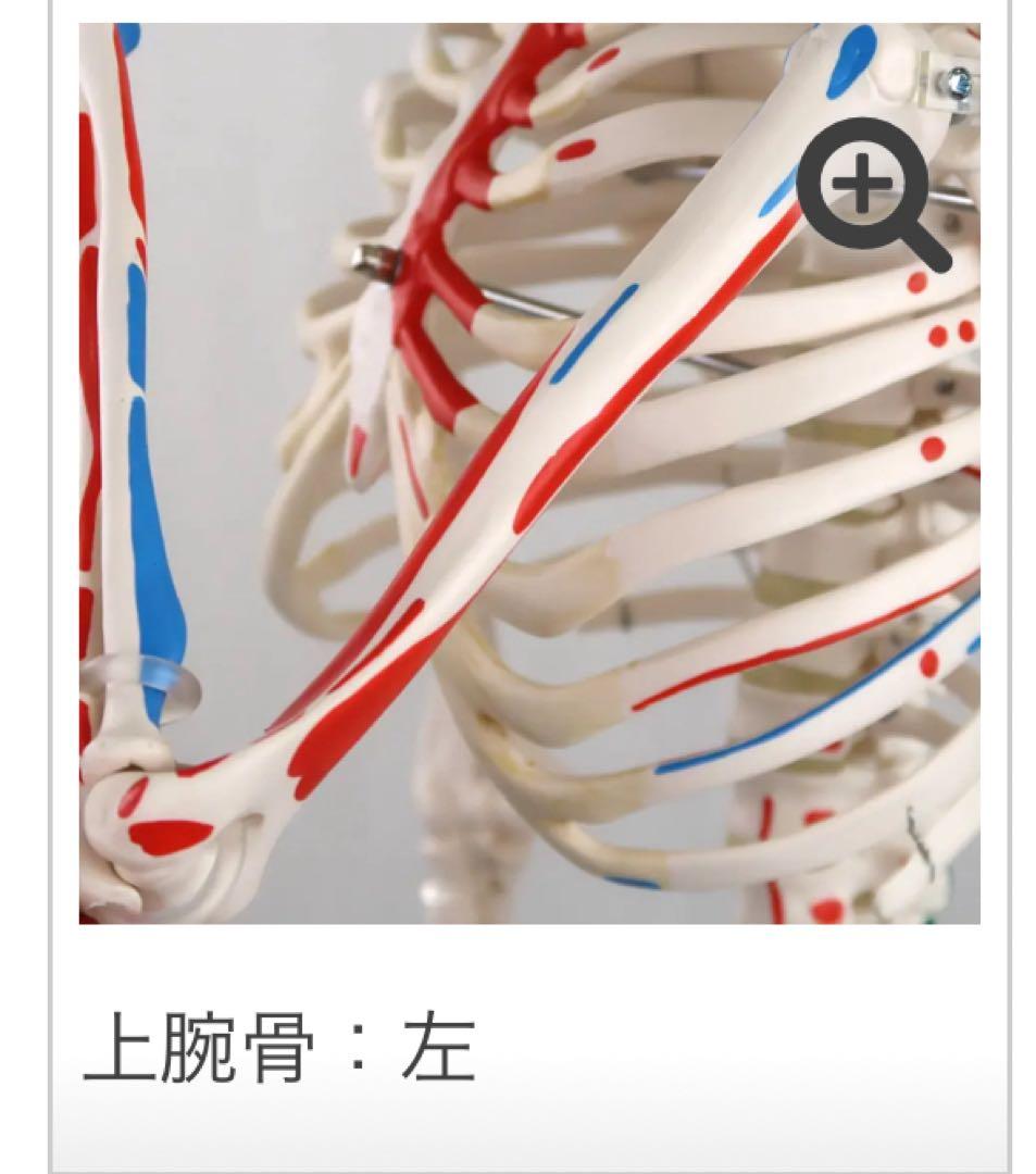 小型全身骨格模型 ショーティー・1/2縮尺型全身骨格モデル　筋・起始停止色表示