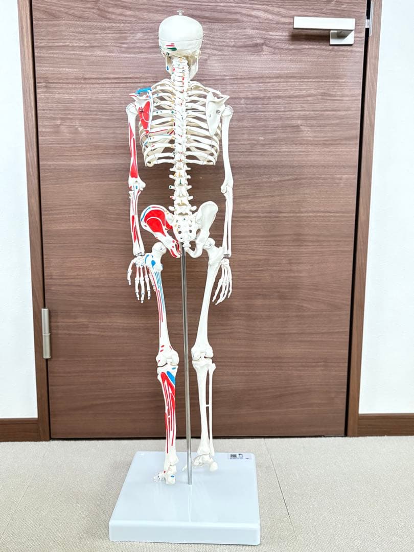 小型全身骨格模型 ショーティー・1/2縮尺型全身骨格モデル　筋・起始停止色表示