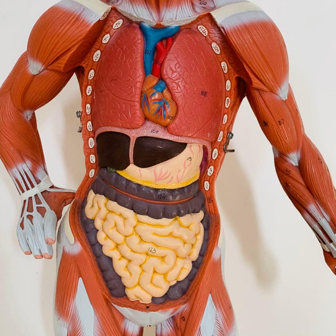 3B scientific 筋肉解剖 模型 1/4倍大・2分解モデル 人体模型