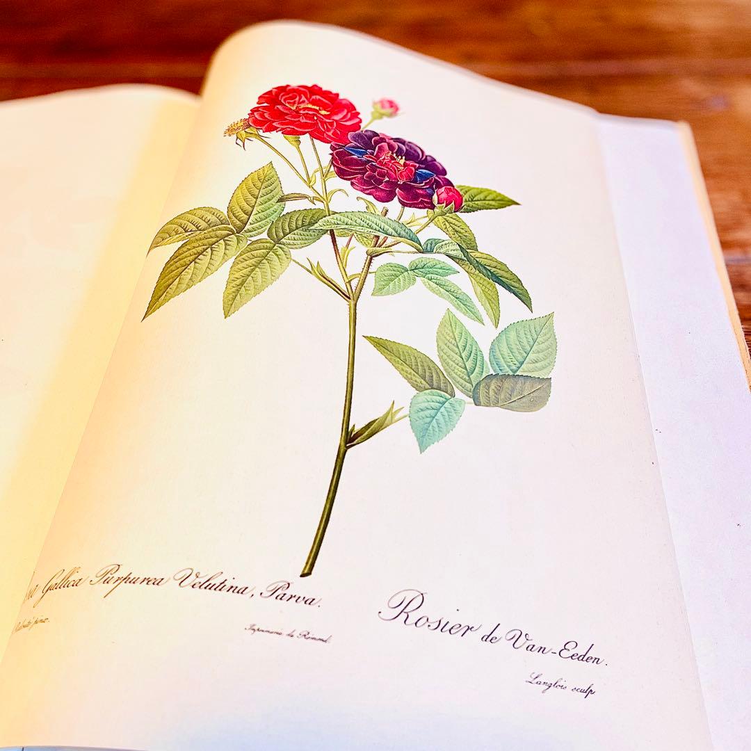 超希少！50年代洋書 ピエール ジョゼフルドゥーテ アンティーク薔薇画集