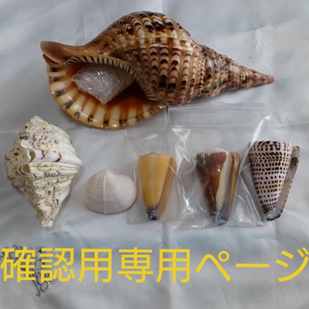 販売 貝殻標本(沖縄の青い海の宝) ホラ貝 その他 貝殻(沖縄の青い