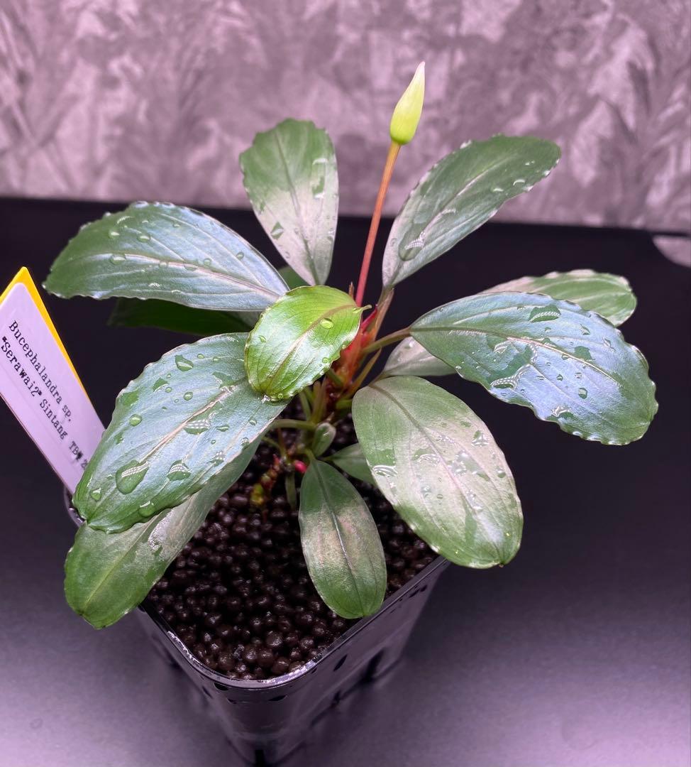 Bucephalandra sp.″Serawai2″ Sintang TB便 - メルカリ