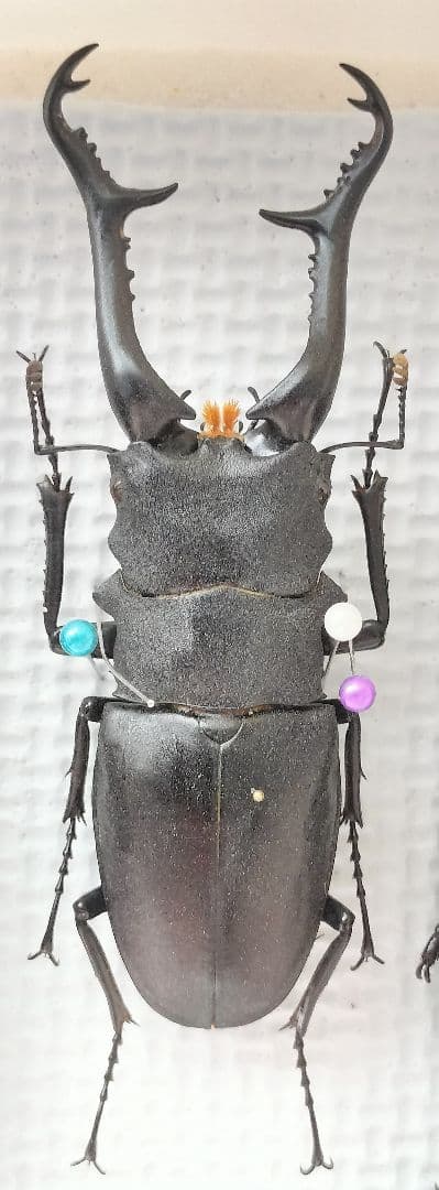 アポロヤママユ、アフリカオオイボタガ セット