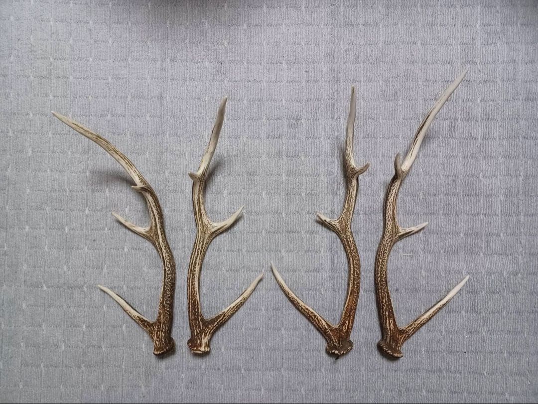 エゾ鹿の角 8対16本