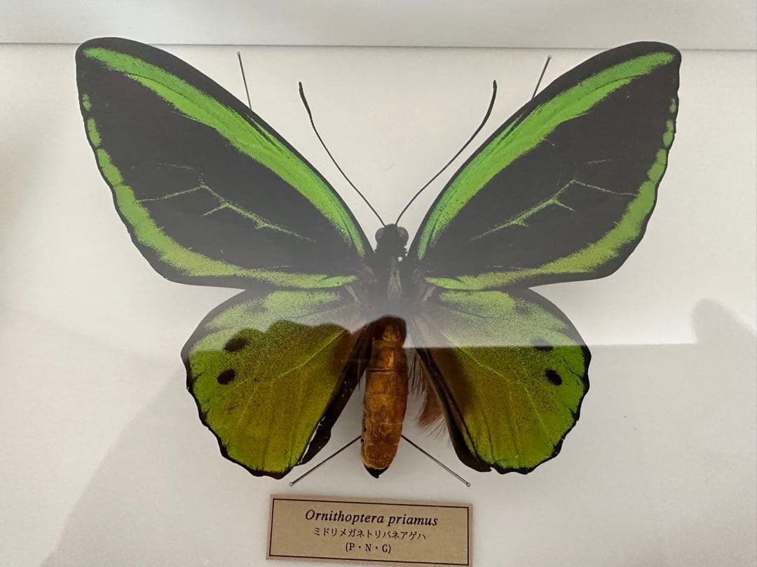 にこベー☆様専用】標本箱ドイツ箱 黒色 UV加工6箱 蝶