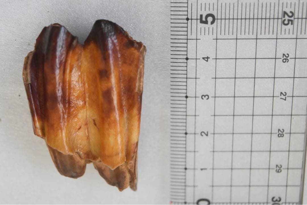 沖縄産 哺乳類の歯化石