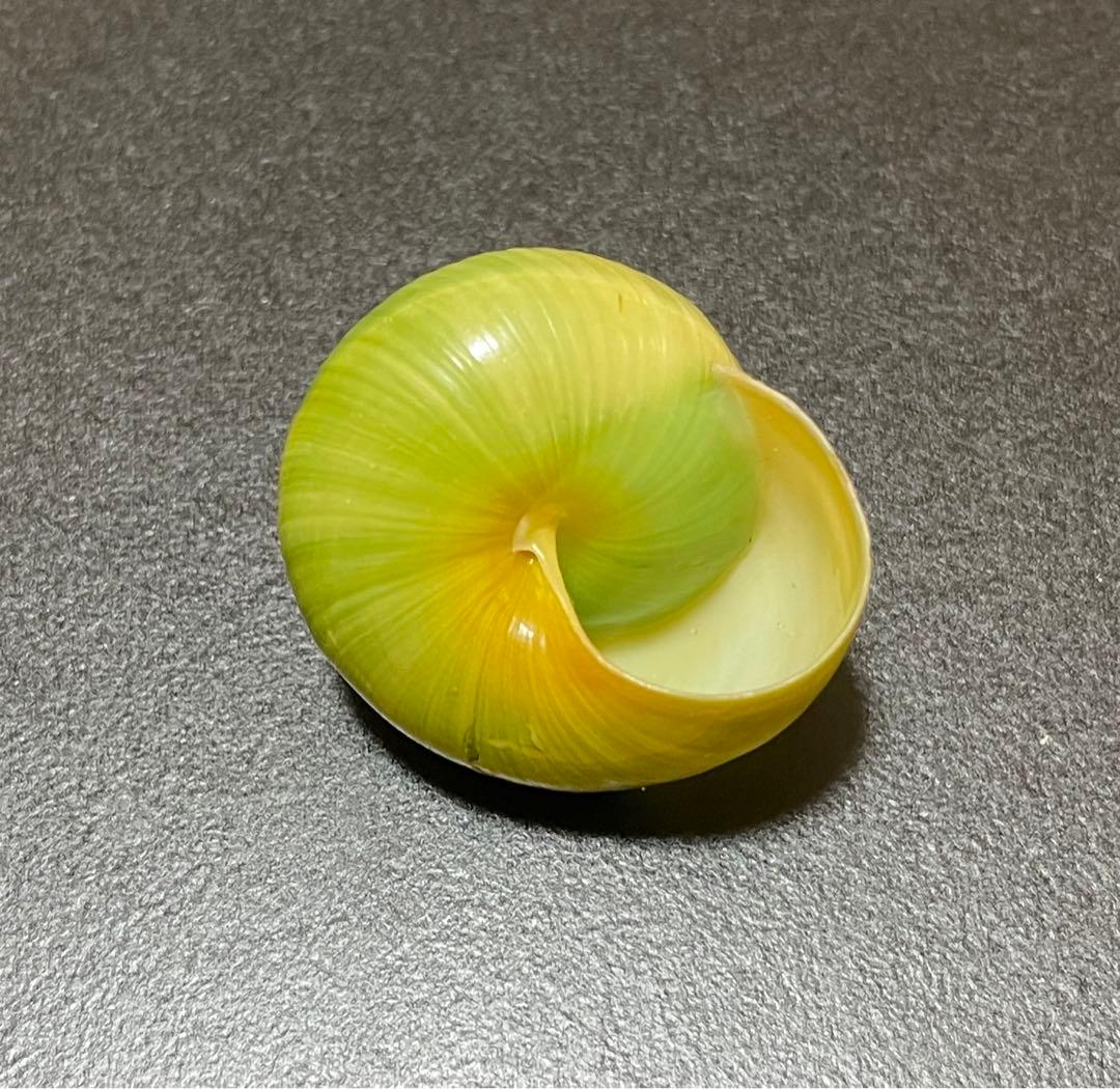 希少❗️ インドネシアミドリマイマイ (仮称) ？ 貝殻 標本 カタツムリ