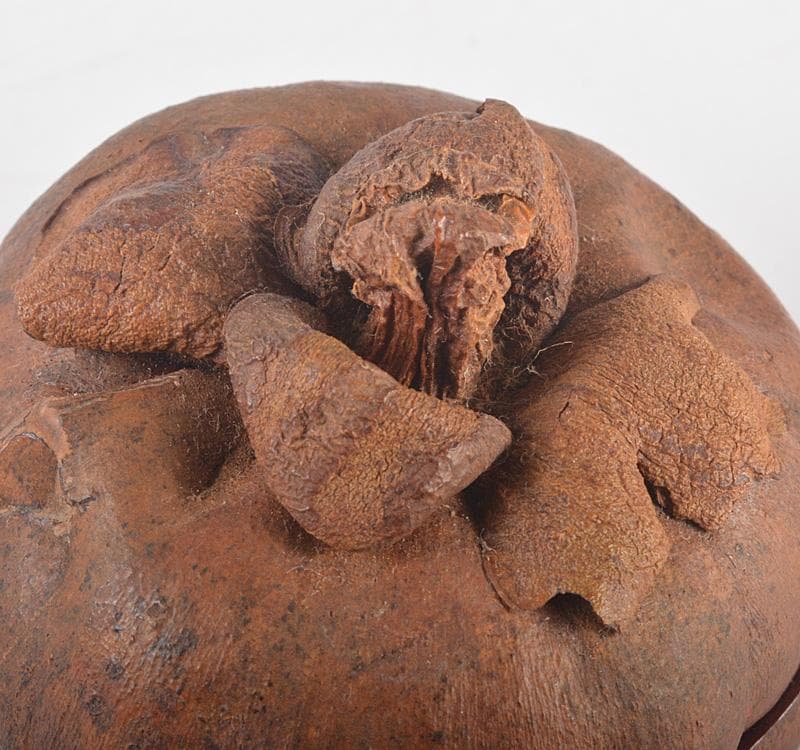 茶道具マンゴスチン内漆塗時代箱花押ありMR5248