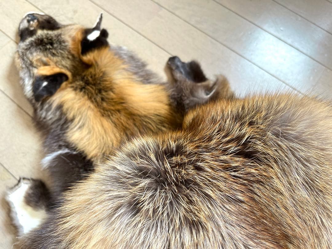 超希少 幻の十字ギツネ / クロスフォックス リアルファー C4☆ラグ