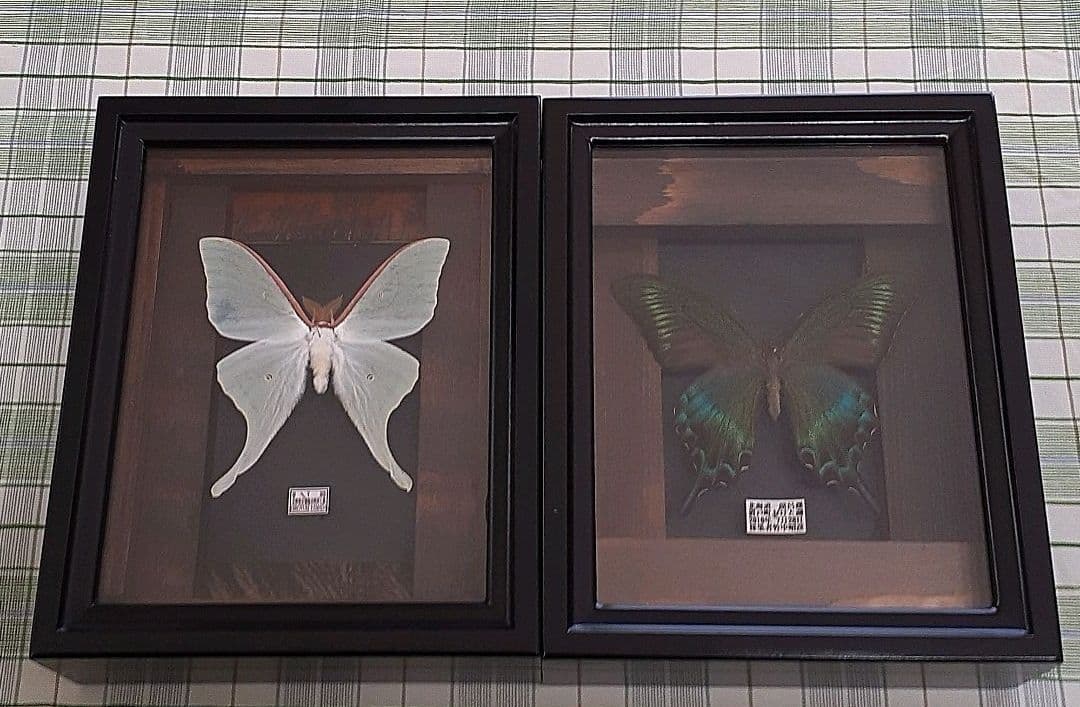 蝶標本 ミヤマカラスアゲハ(春型夏型 ♂️♀53頭)大型ドイツ標本