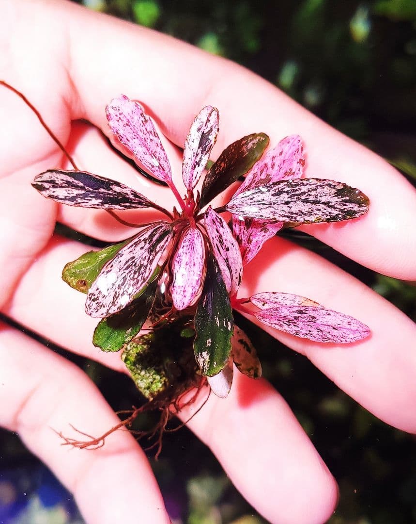 ブセファランドラsp. ピンクバリエガータ斑入り 水中葉 最