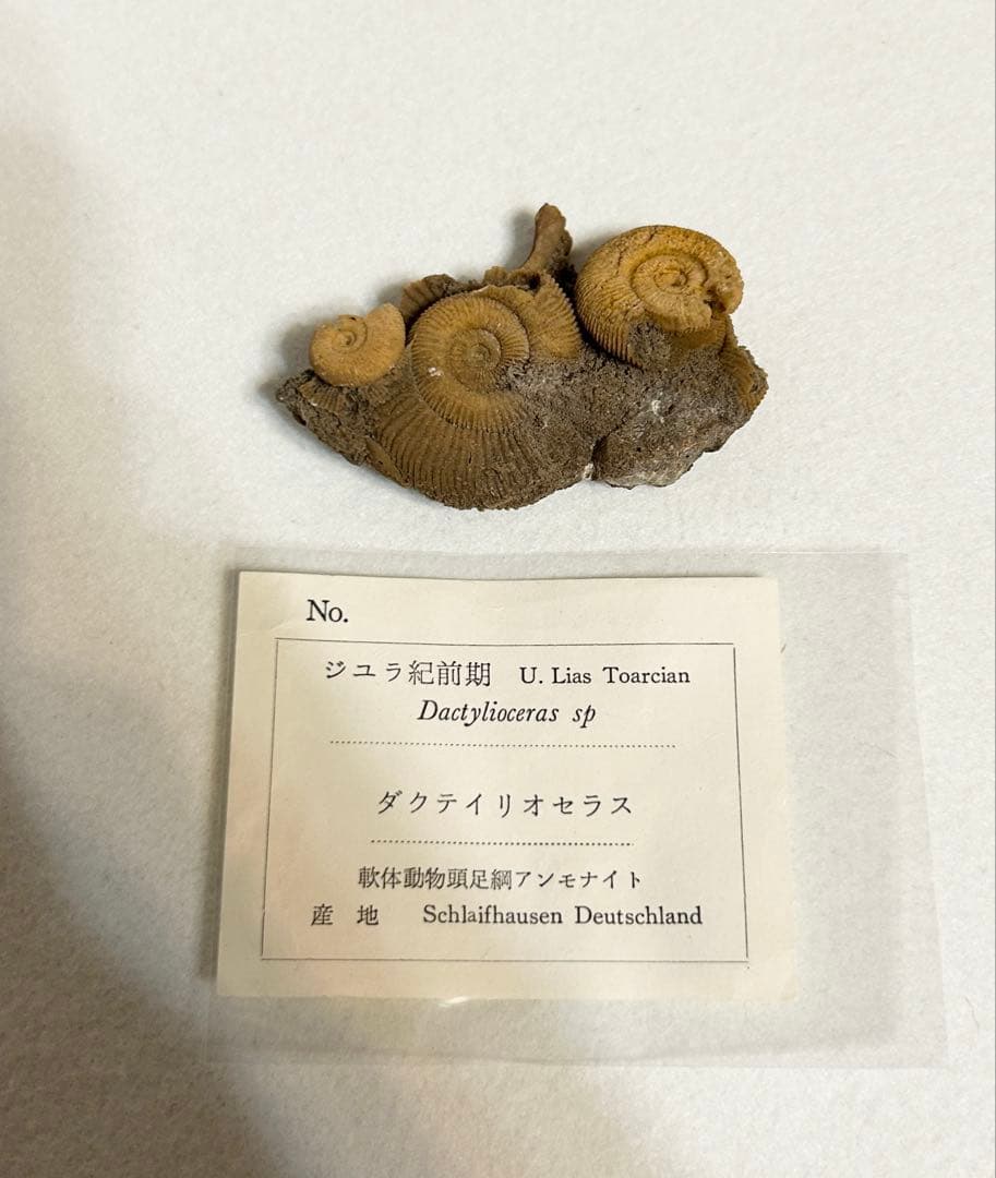 ジュラ紀前期 アンモナイト ダクティリオセラス 化石 標本 ドイツ産 ダクティリオセラス アンモナイト化石 110g｜化石 通販 キラリ石