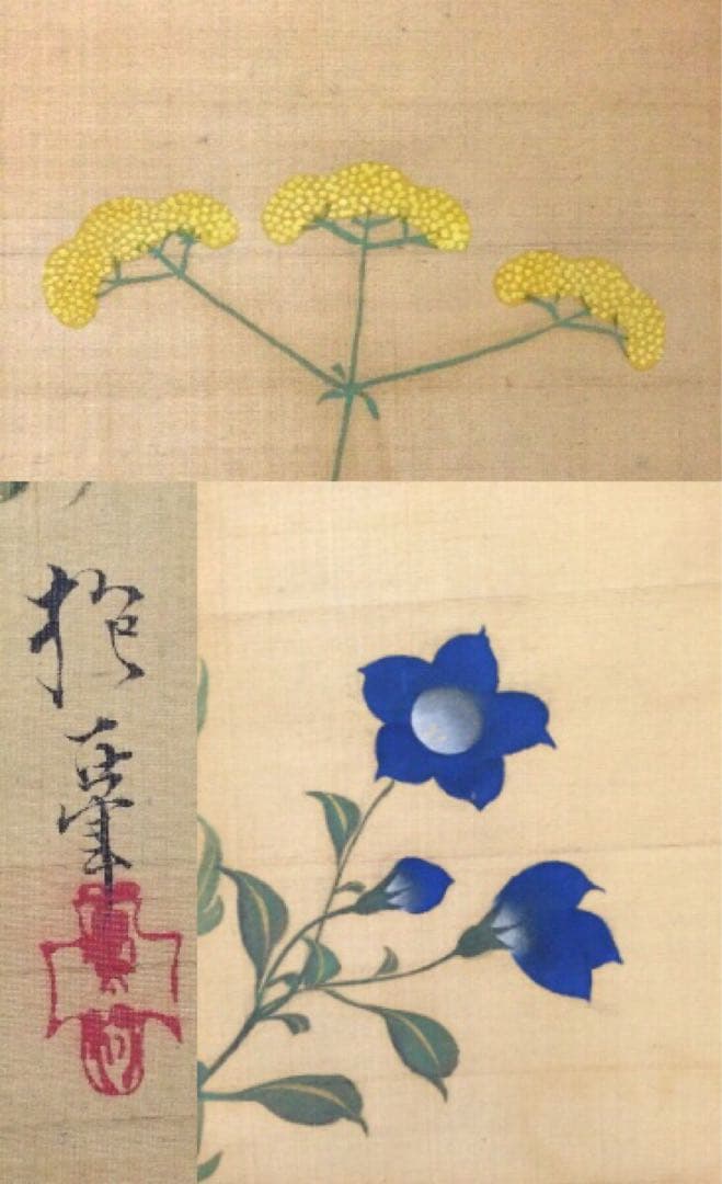 模写　酒井抱一 『秋草之図』 /掛軸 肉筆 時代箱　日本画