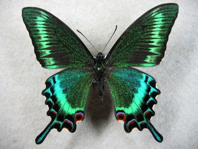 アマゾン原生熱帯雨林の昆虫標本アート ｜一点物・ハンドメイド