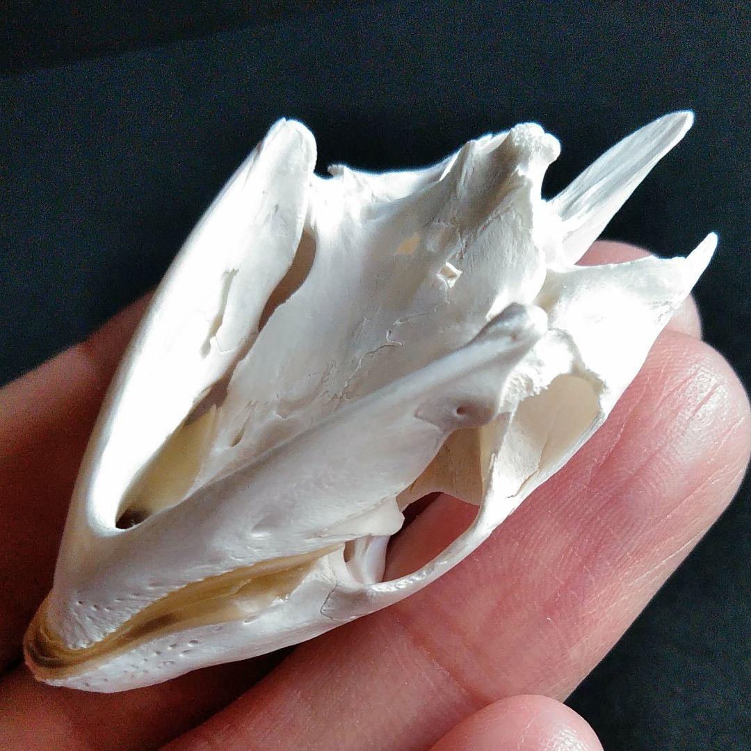 頭骨 骨格 標本 カメ スッポン 55mm 在庫 処分 セール 通販