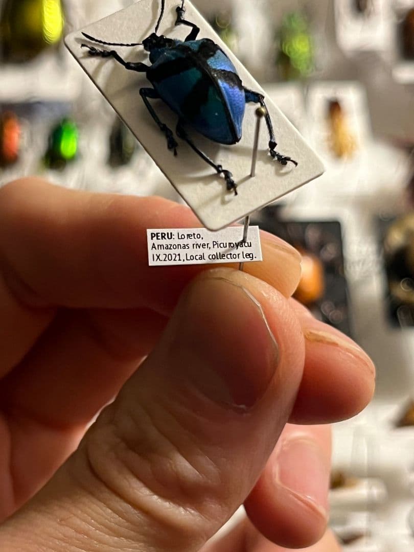 16mm】メタリックブルーゾウムシ ペルー産 昆虫標本タマムシホウセキ