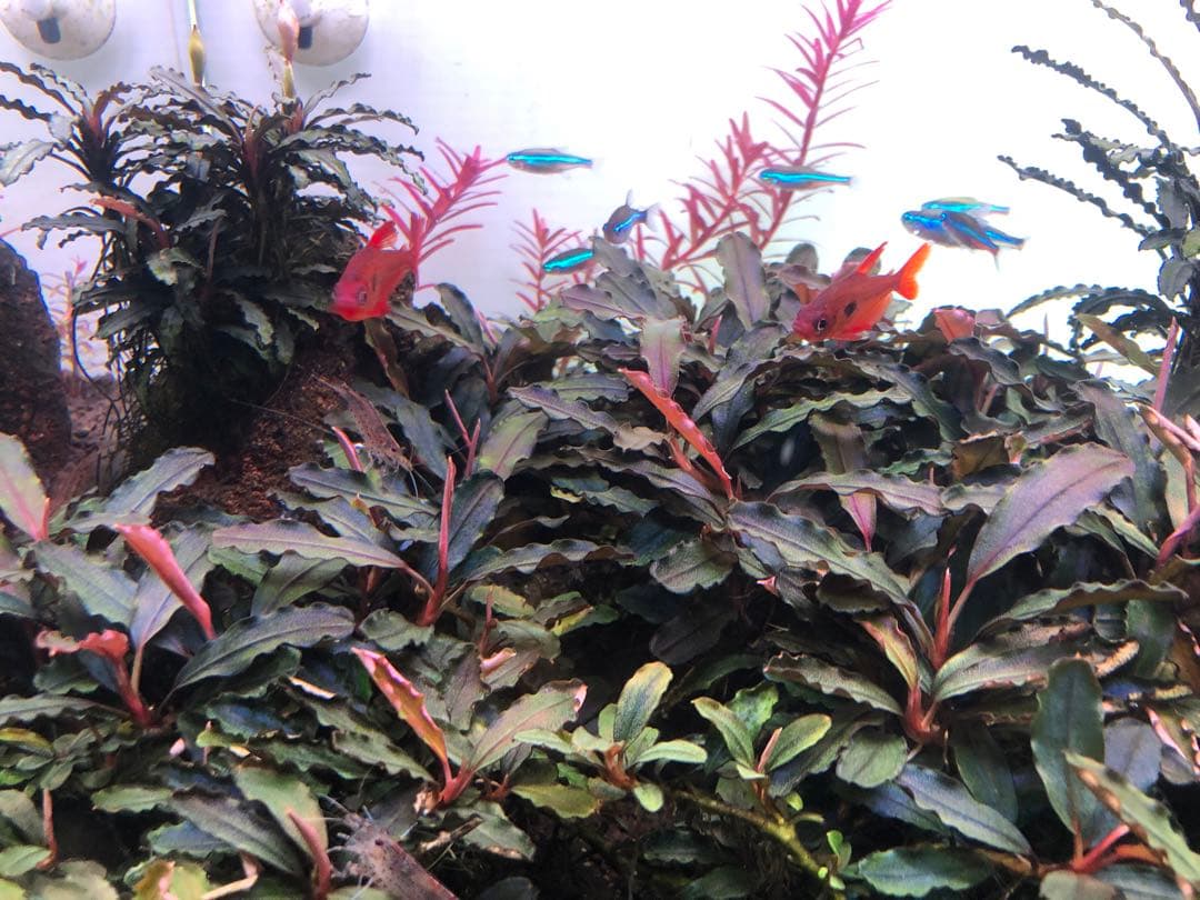 ブセファランドラsp.クダガン 特大10株 ブセファランドラ クダガン 10株