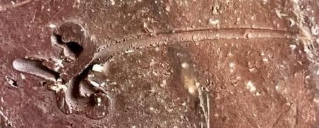 人間国宝 藤原啓 耳付窯変花入 M336