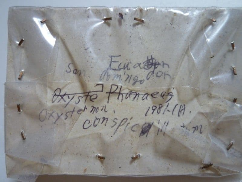 フンチュウ標本】ミドリツヤダイコクコガネ/エクアドル産/♂25mm♀26mm