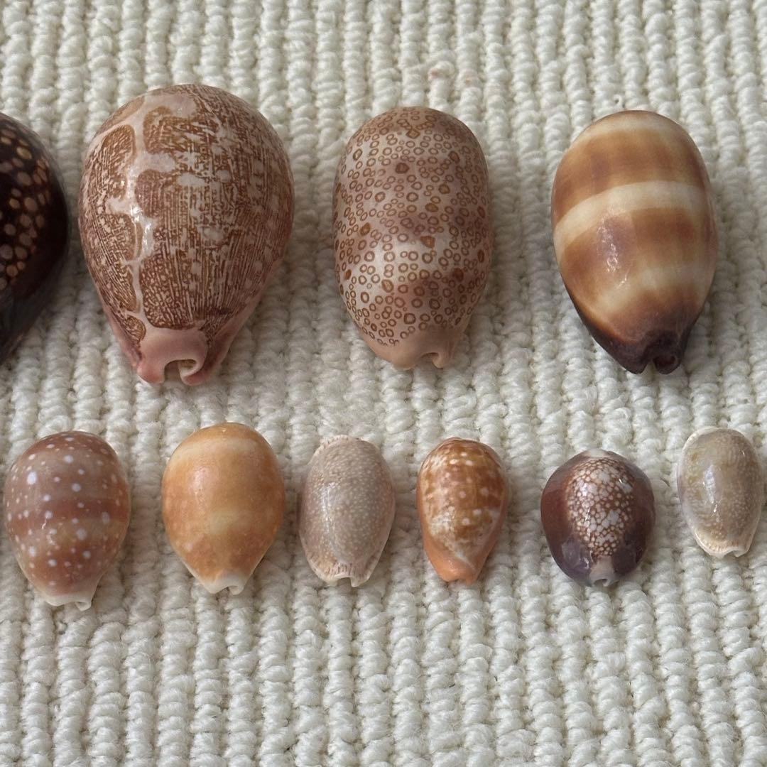 大幅値下❗️貝殻 希少 標本 収集 タカラガイ各種 野外 海辺 自由研究