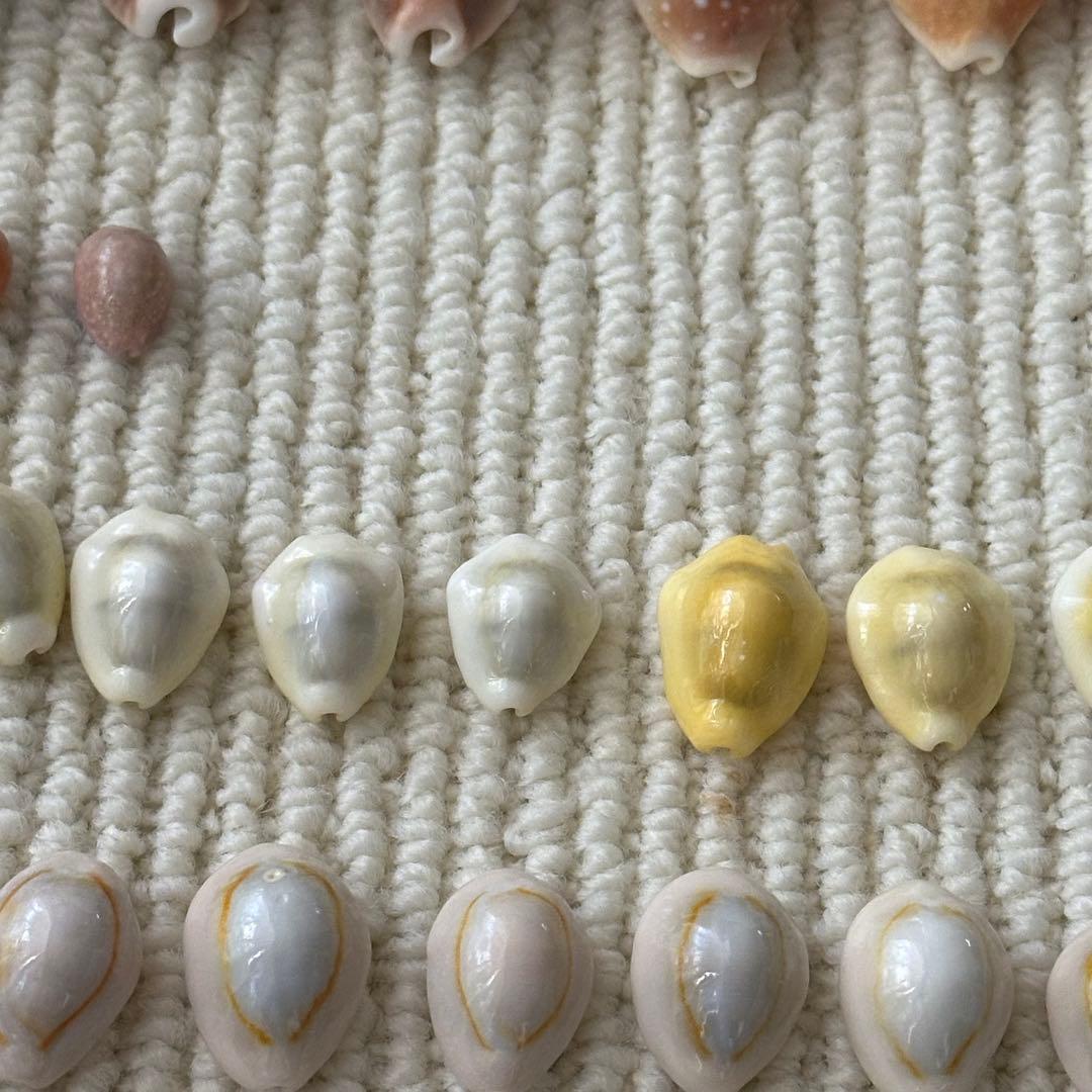 大幅値下❗️貝殻 希少 標本 収集 タカラガイ各種 野外 海辺 自由研究