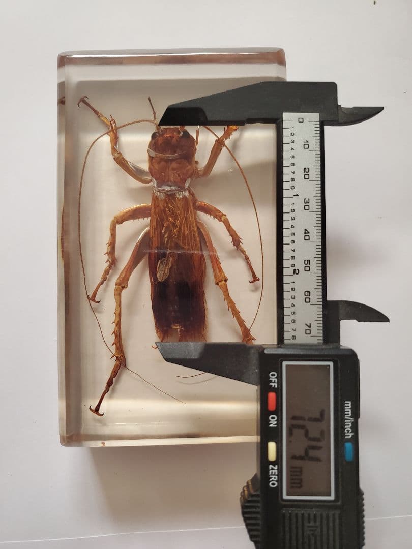 リオック 樹脂標本 オバケコロギスウェイト - メルカリ