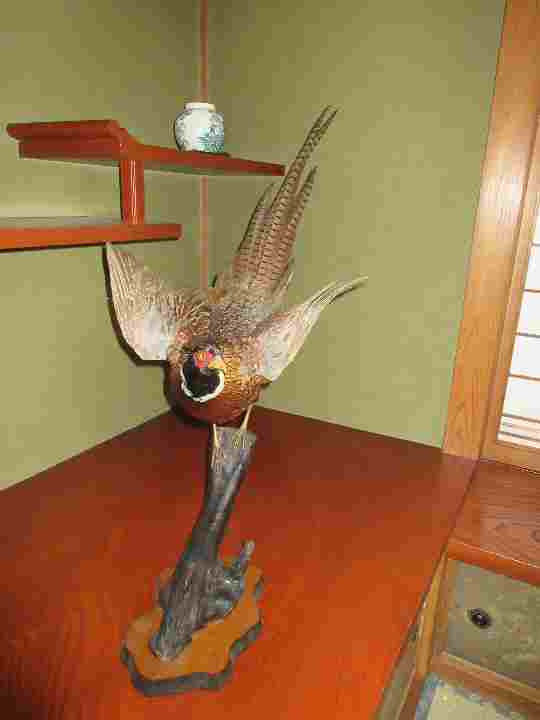 雄雉のはくせい 雄雉のはくせい キジ雄@横浜市都筑区 | みどりの鳥 〜横浜市北部・緑区