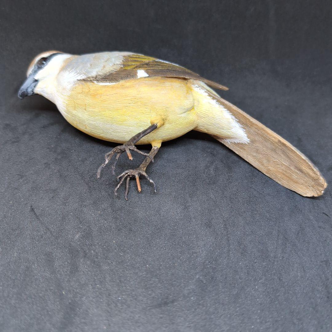 リアルな木製の野鳥 「モズ」 木彫りの野鳥 バードカービング 野鳥彫刻