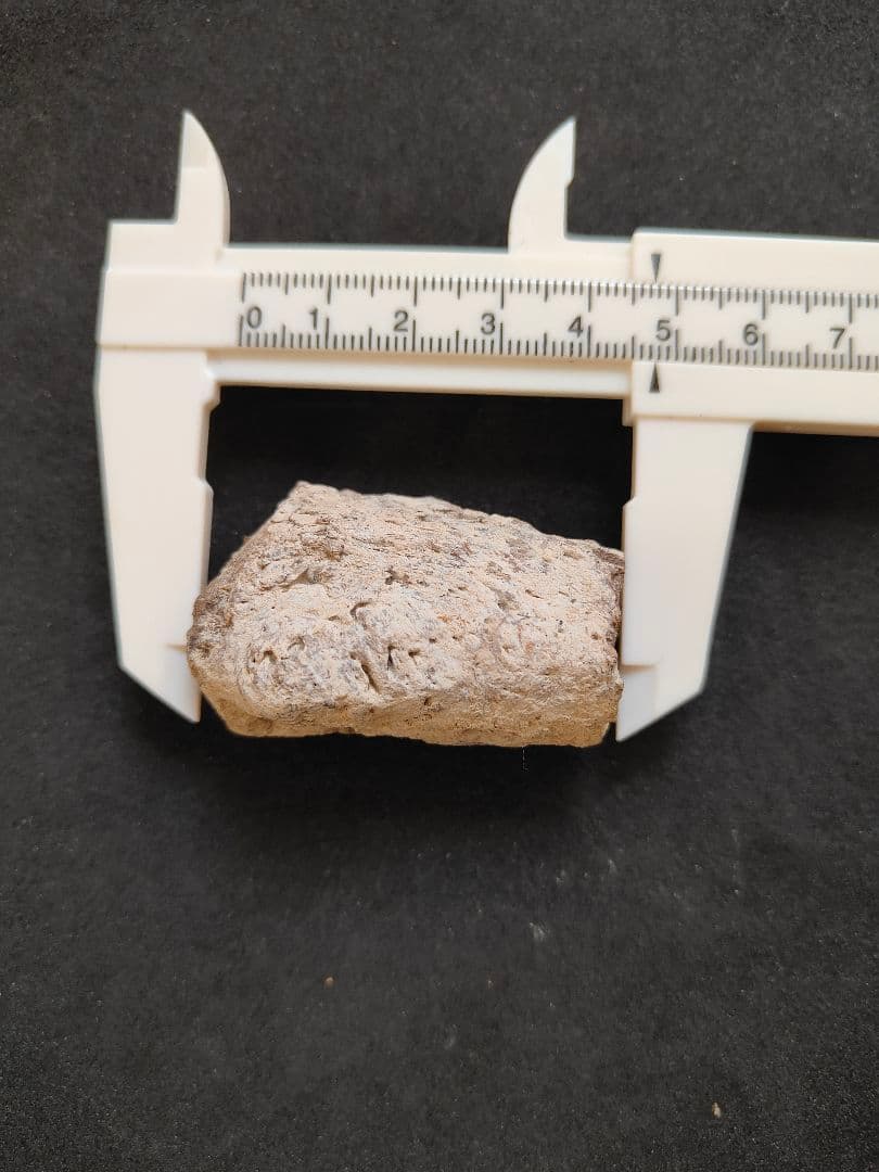 ティラノサウルスレックスの化石