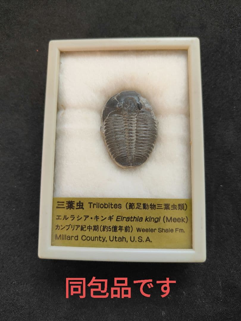 ティラノサウルスレックスの化石