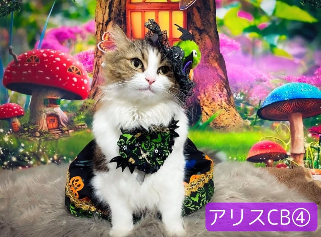 業務用トリミングチョーカー+背景布 ペット撮影用フォトブース ハロウィン