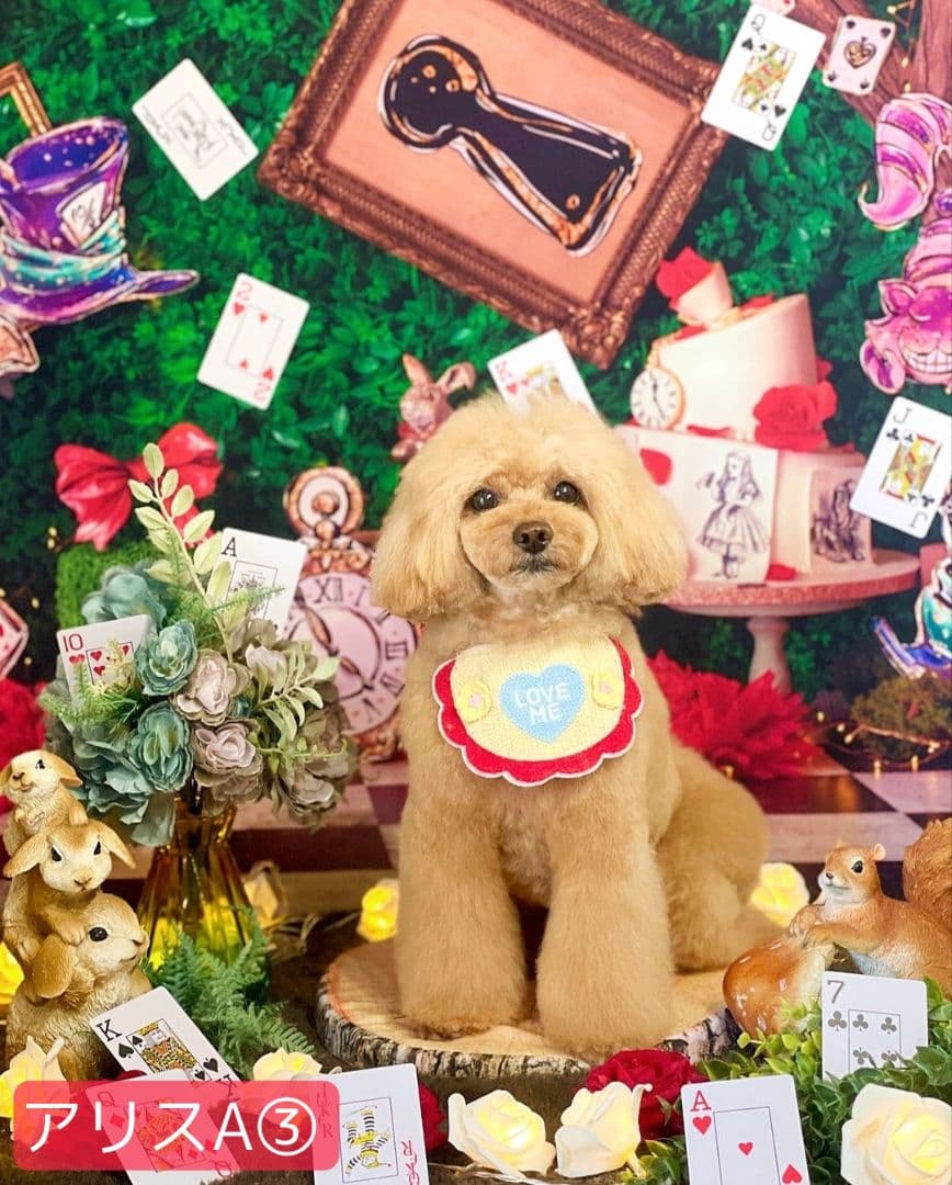 業務用トリミングチョーカー+背景布 ペット撮影用フォトブース ハロウィン