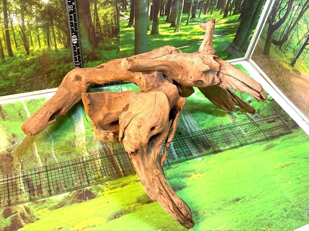 けすけ様　ご提案用　天然水槽用流木　沈水確認済み