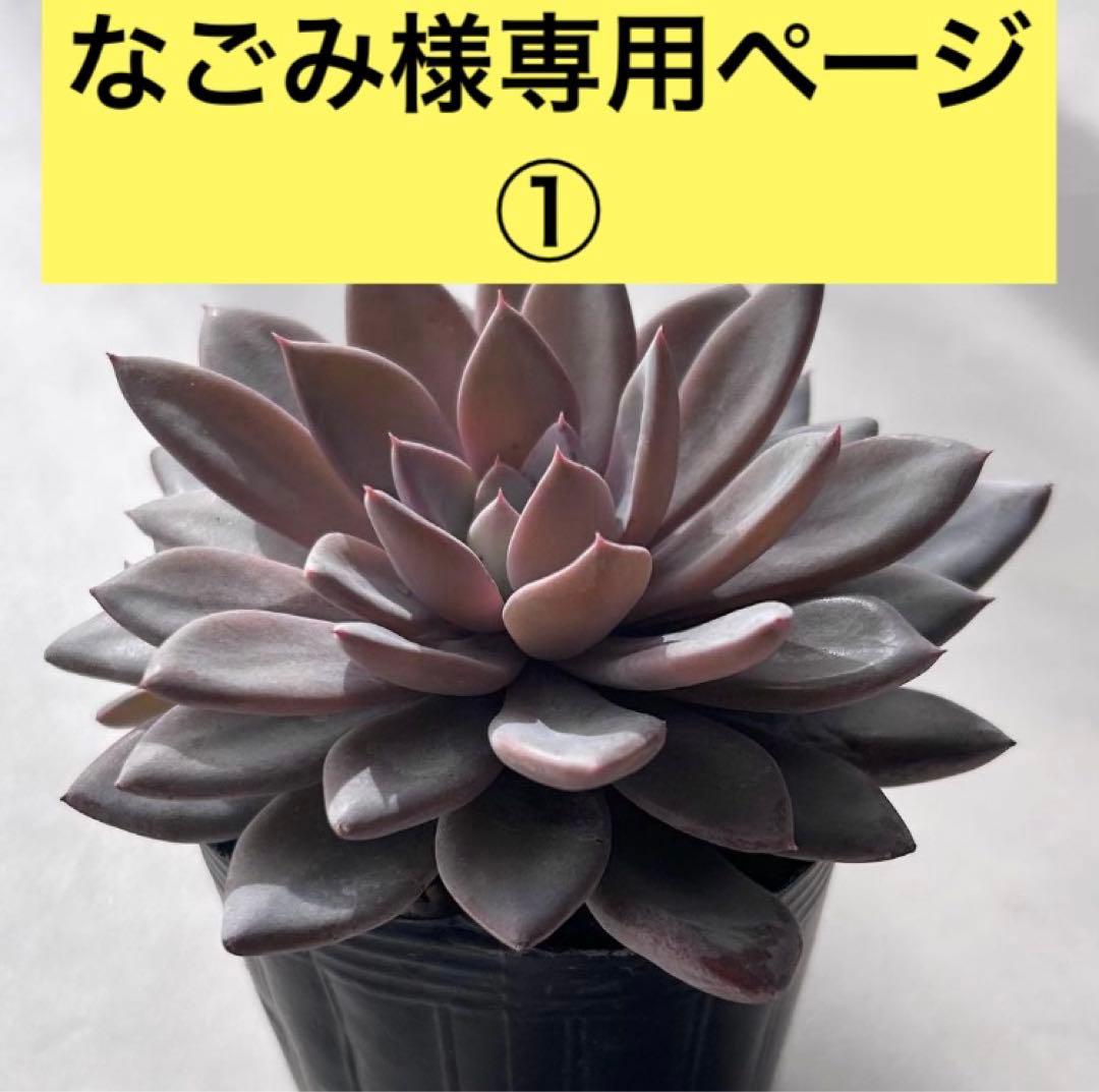 なごみ様☆専用ページ Nagomi (@__nagomi32__) • Instagram photos and