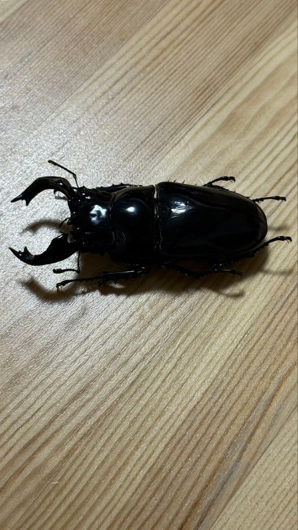 最終値下げ タランドゥスオオツヤクワガタ 89mmUPトリオ